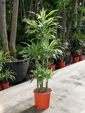plant dracena 7-10FT Dracaena Marginata Stump